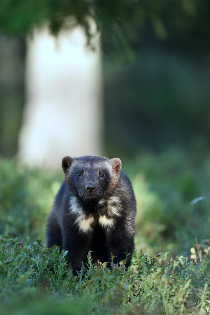 LE carcajou, un animal courageux et persévérant